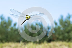 Dragonfly macro photo & x28;close up& x29;