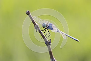 A dragonfly macro photography
