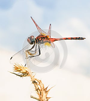 Dragonfly macro picture