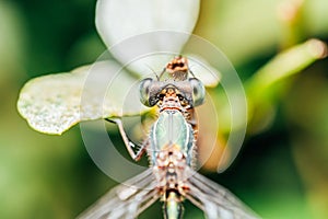 Dragonfly Macro Portrait
