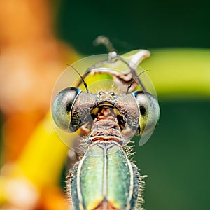 Dragonfly Macro Portrait