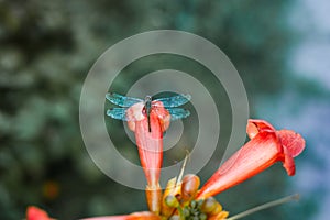 Dragonfly macro on red flower