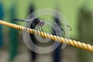 Dragonfly. Macro shot