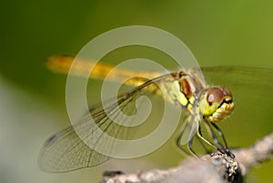 Dragonfly macro shot in summer time