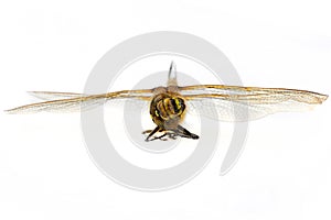 Dragonfly macro shot on white background