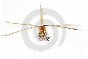 Dragonfly macro shot on white background