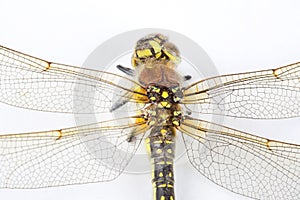 Dragonfly macro shot on white background