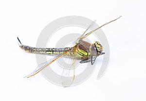 Dragonfly macro shot on white background,