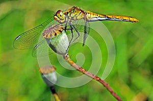 Dragonfly macro