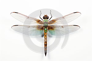 dragonfly macro white background