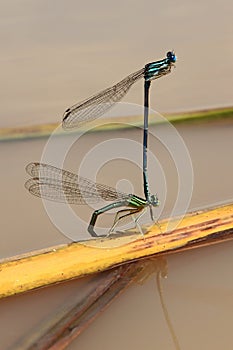 Dragonfly mating over a lake