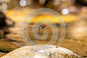 Dragonfly mating in a river in the rainforests of Costa Rica