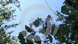 Dragonfly matted in a spider web