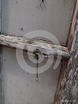 Dragonfly on me door