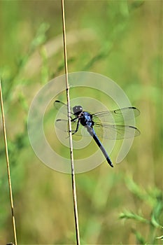 Dragonfly in a meadow