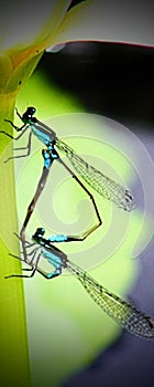 Dragonfly melting under the leaf