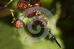 Dragonfly Migrant hawker on brambleberries photo