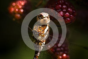 Dragonfly Migrant hawker on brambleberries