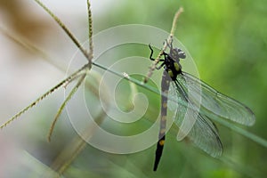 Dragonfly