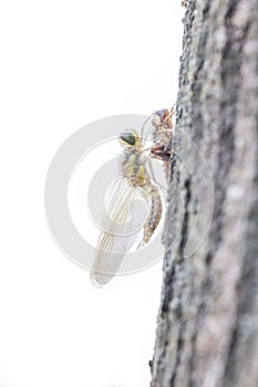 Dragonfly,in natural environment