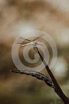 A dragonfly in the nature