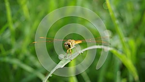 Dragonfly on nature green