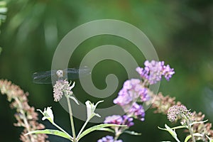 Dragonfly and the nectar 1