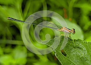 Dragonfly needles on a leaf
