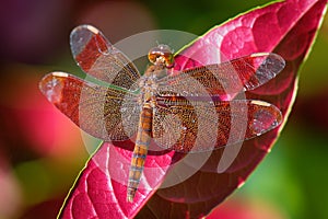 Dragonfly - Neurothemis fulvia, fulvous forest skimmer is a species of red dragonfly found in Asia