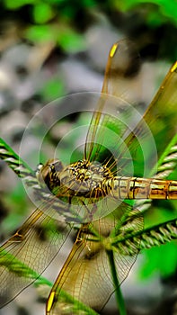 Dragonfly Neurothemis intermedia