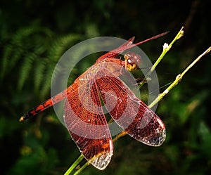 Dragonfly (Neurothemis Terminata) has a red color