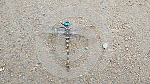 A dragonfly, Odeneta, anisoptera, helicopter fly