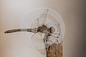 The Dragonfly Odonata