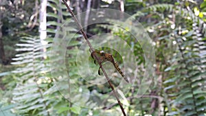 Dragonfly (Odonata : Anisoptera) perched on plant stems.