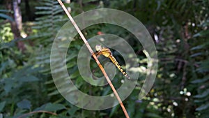 Dragonfly (Odonata : Anisoptera) perched on plant stems.