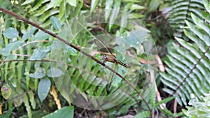 Dragonfly (Odonata : Anisoptera) perched on plant stems