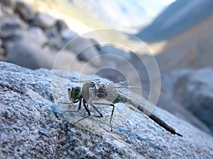 Dragonfly Odonata Fabricius (Zygoptera) in a state of suspended