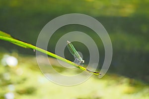 Dragonfly odonata, green with wings collected resting on a leaf in the river ulla, la coruÃ±a