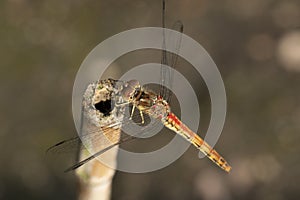 Dragonfly, Odonata. A insect with fragile wings