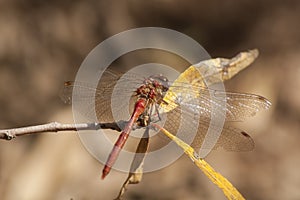 Dragonfly, Odonata. A insect with fragile wings