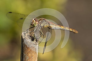 Dragonfly, Odonata. A insect with fragile wings