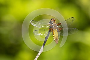 Dragonfly, Odonata. A insect with fragile wings