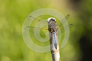 Dragonfly, Odonata. A insect with fragile wings