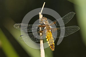 Dragonfly, Odonata. A insect with fragile wings