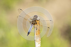 Dragonfly, Odonata. A insect with fragile wings