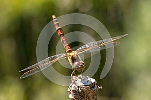 Dragonfly, Odonata. A insect with fragile wings