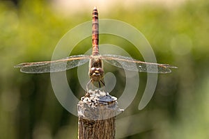 Libelle,. insekten zerbrechlich flügel 