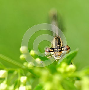 Dragonfly odonata in macro