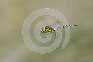 Dragonfly Odonata, Southern Hawker or Blue Hawker Aeshna cyanea in flight