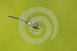 Dragonfly Odonata, Southern Hawker or Blue Hawker Aeshna cyanea in flight